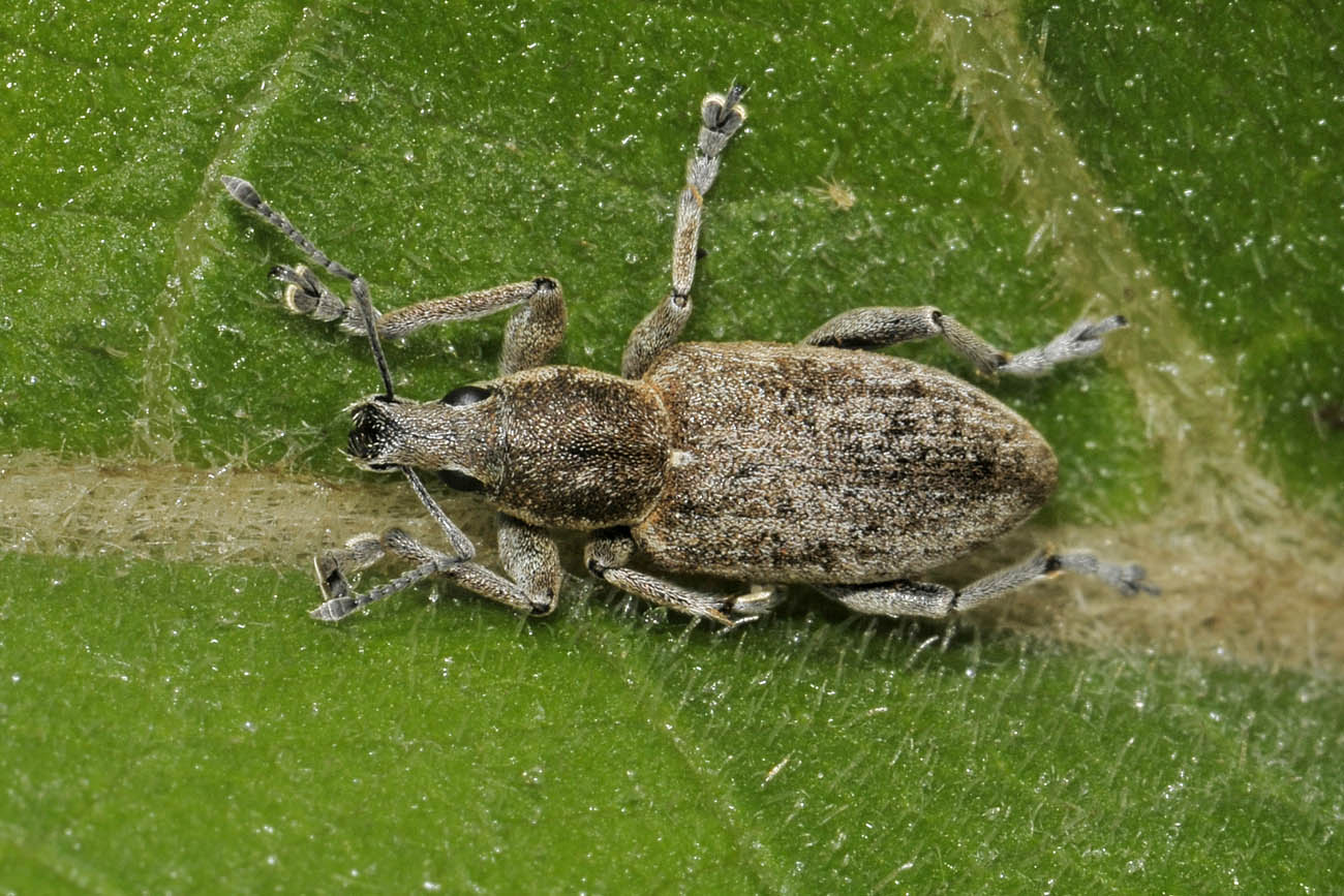 Curculionidae: Tanymecus palliatus?